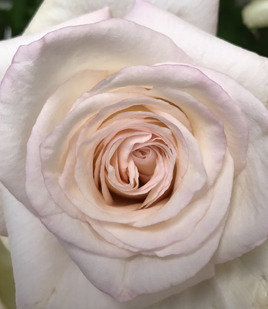 Роза чайно-гибридная Уайт Охара