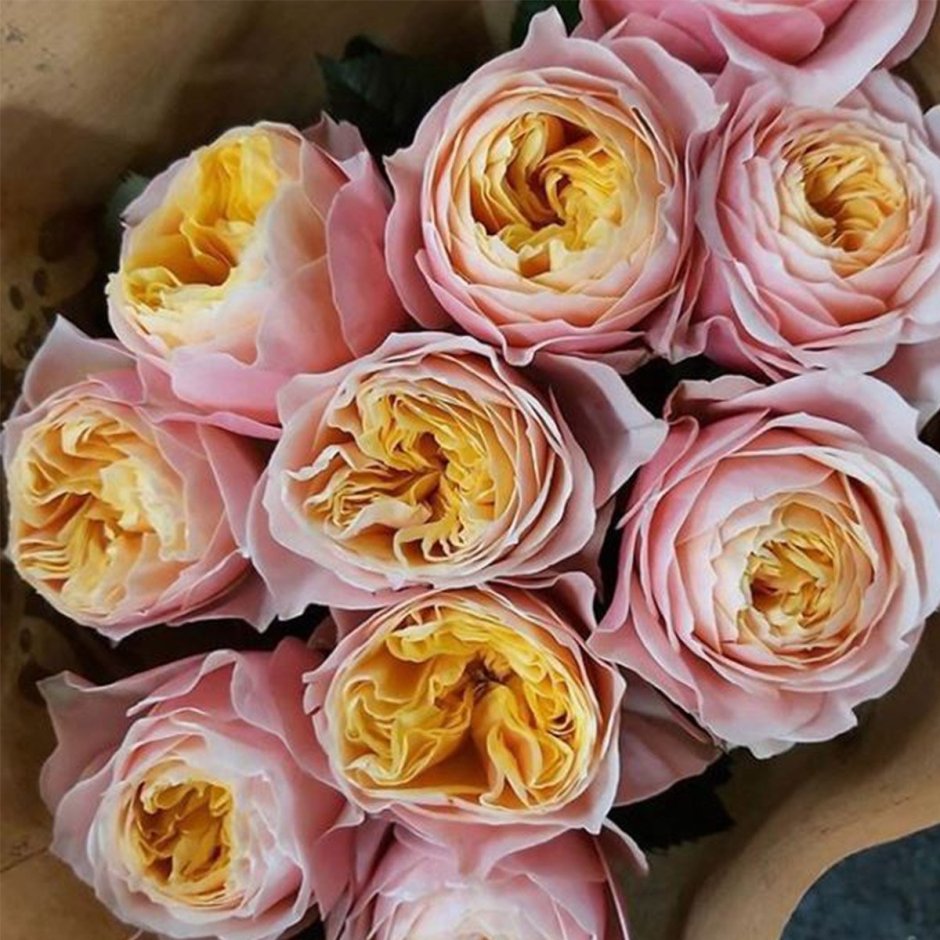 Роза английская вувузела Классик фото