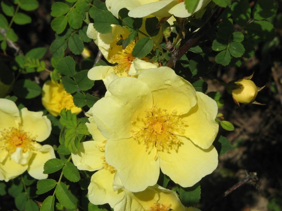 Саженец роза ксантина ( Rosa xanthina)
