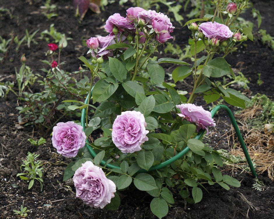 Розы Heidi Klum и Lavender Ice