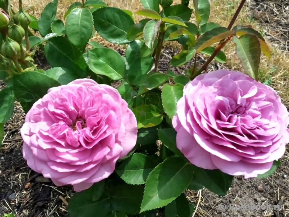 Сорта роз Лавандер Мариаччи