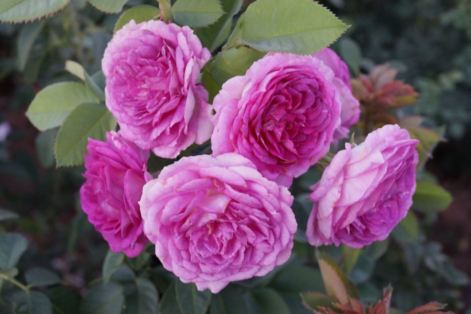 Плетистая роза цвет лавандовый