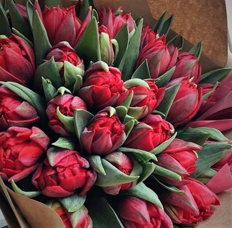 Красные тюльпаны большой букет
