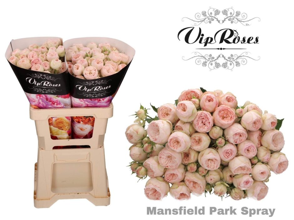 Mansfield Pink Park роза