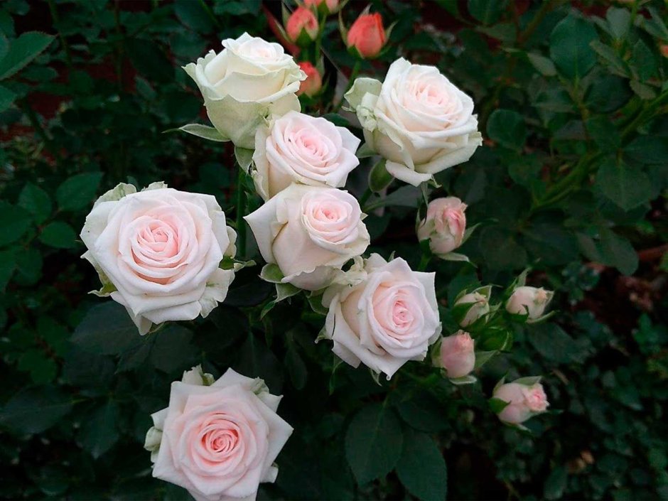 Мэнсфилд парк розы розы