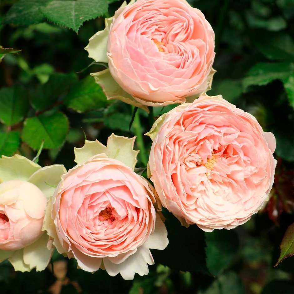 Пионовидная роза Mansfield Park