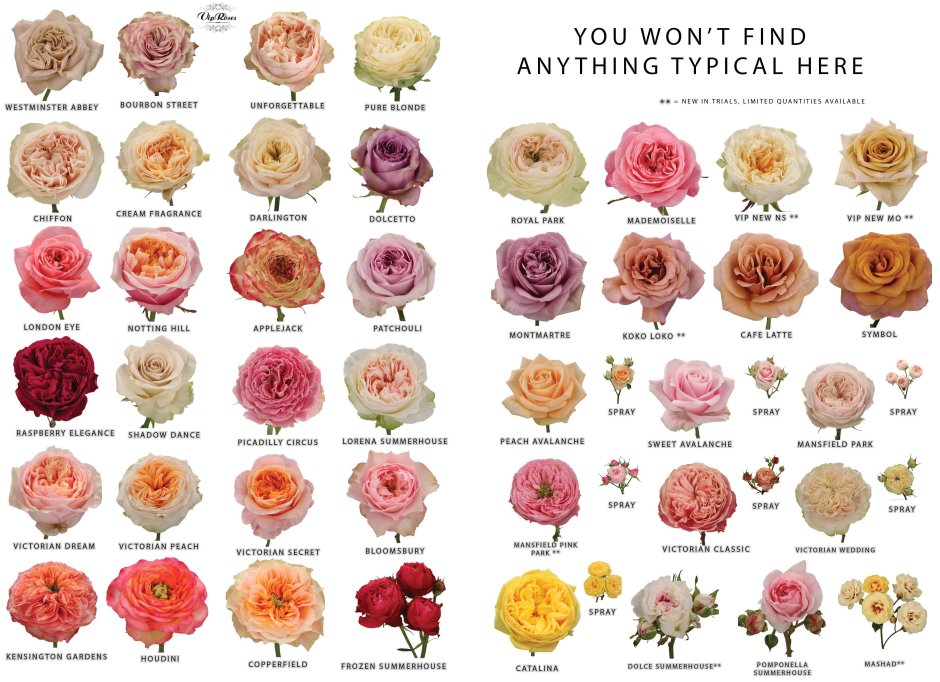 Названия цветов в Инстаграм