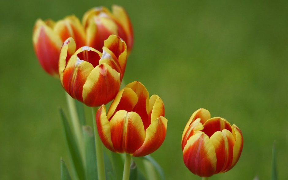 Цветок снизу тюльпан