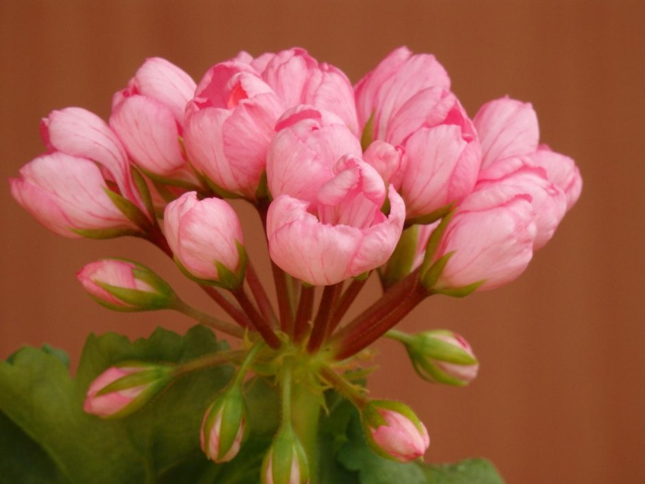Герань Pink тюльпановидная