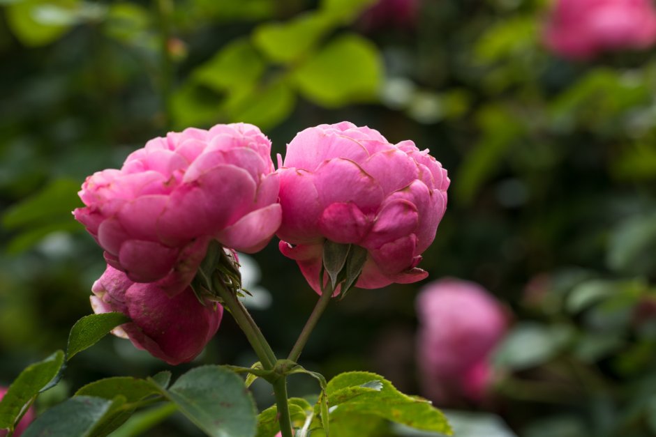 Куст с цветами похожими на розу пион