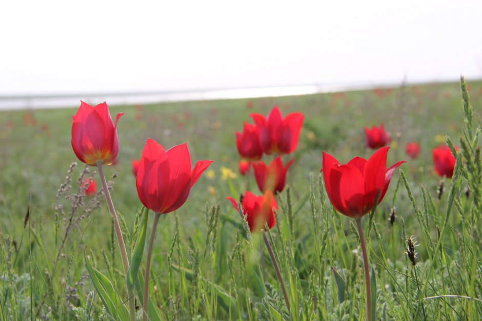 Волочаевский цветение тюльпанов