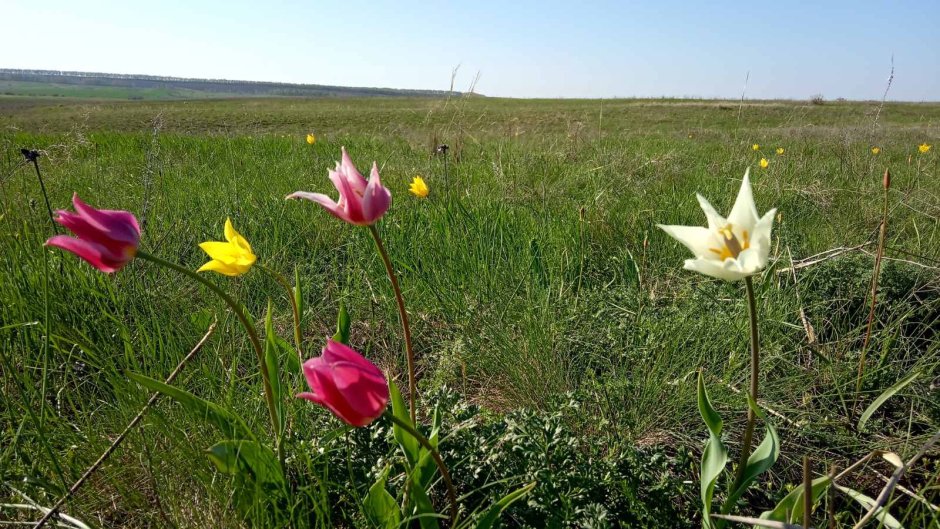 Растения Самарской области тюльпан Шренка