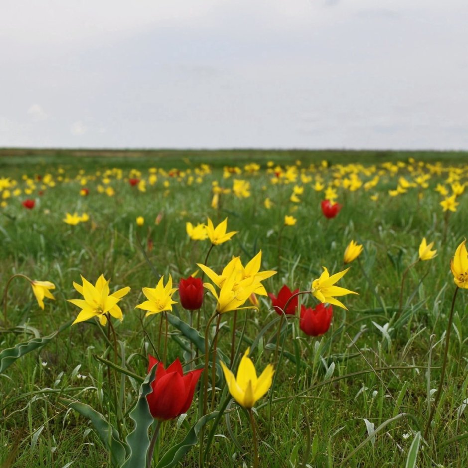 Тюльпаны в степи Астраханской области