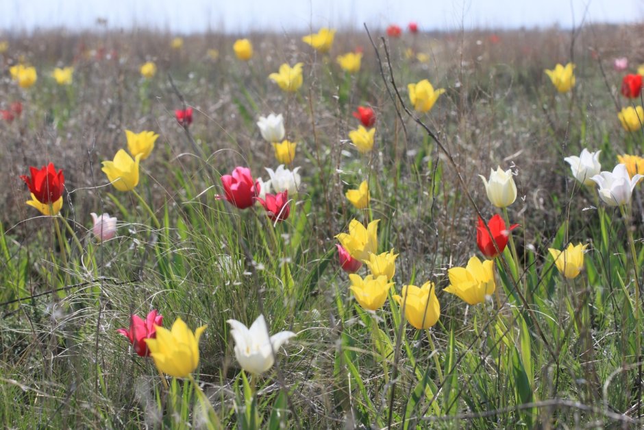 Степные тюльпаны Оренбургская область