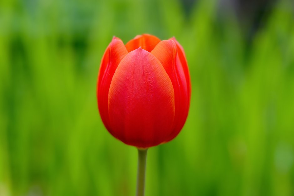 Тюльпан обыкновенный