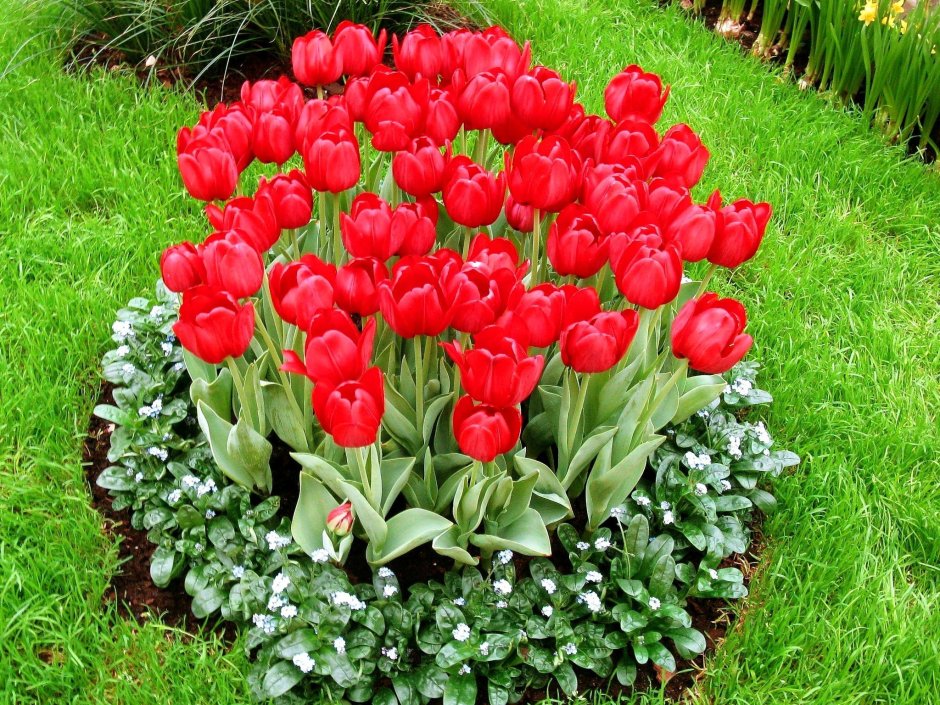Тюльпан многоцветковый Флеминг клаб