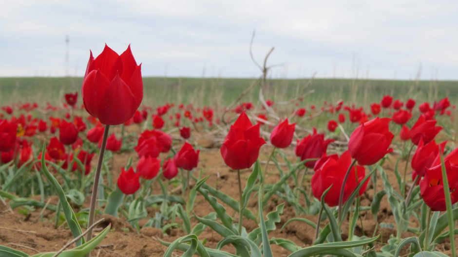 Фестиваль тюльпанов в Калмыкии 2022
