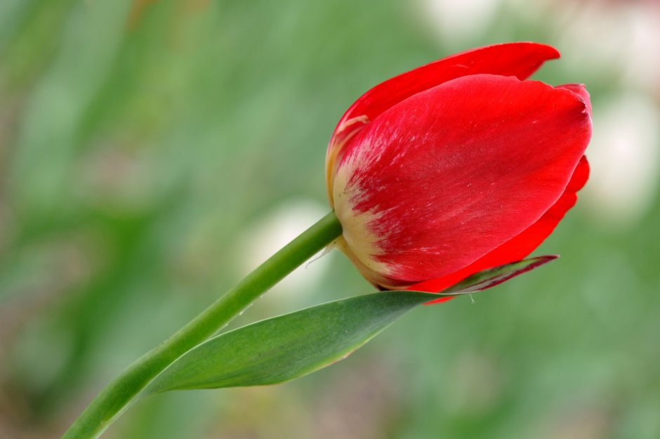Остролистный тюльпан