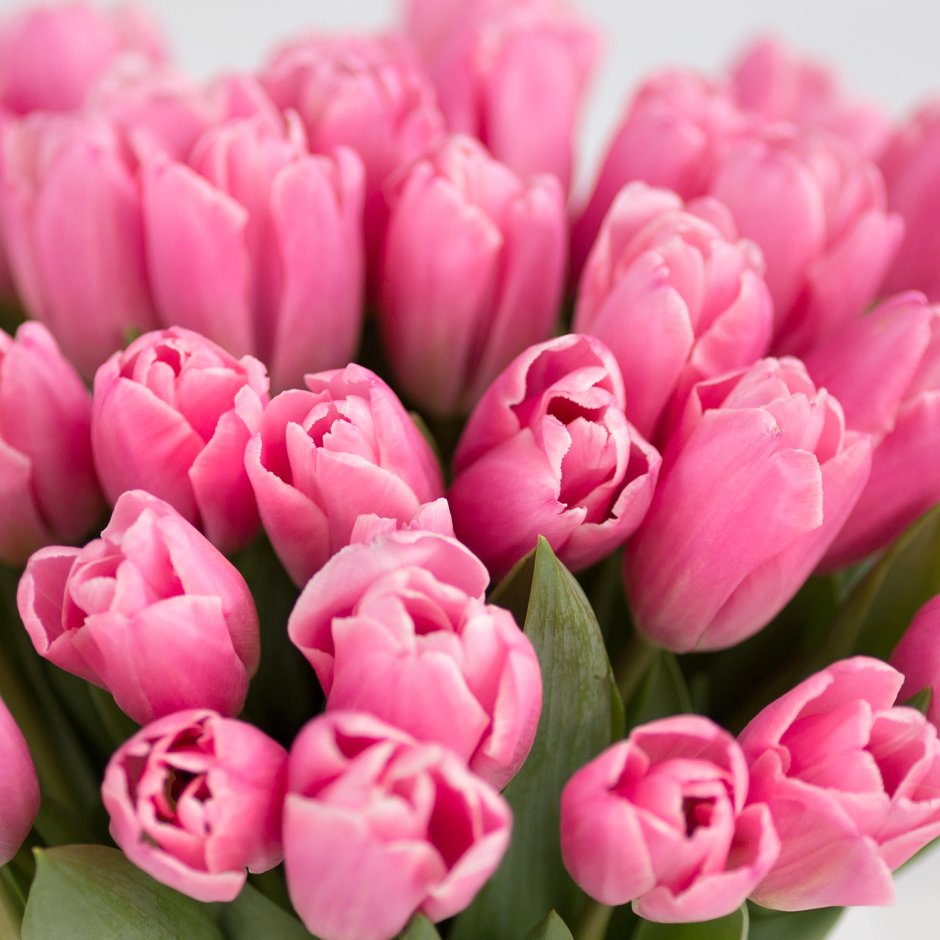 Тюльпан тюльпаны "розовый десерт"