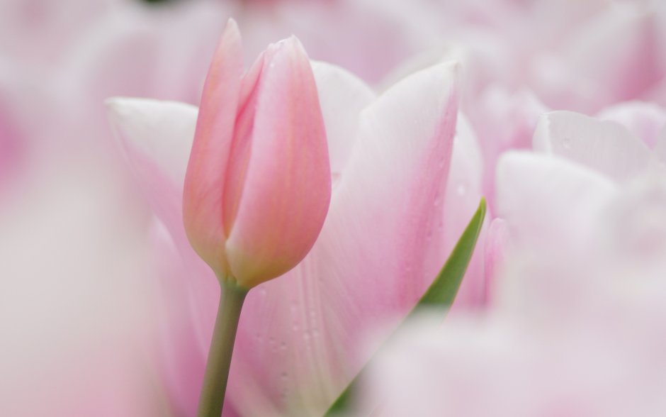 Бело розовые тюльпаны