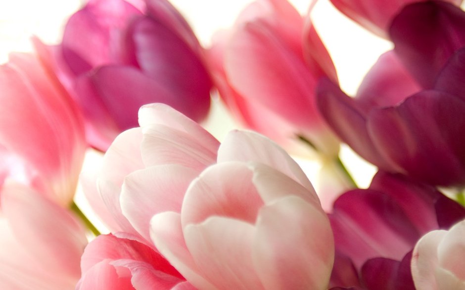 Тюльпаны. Нежно-розовый