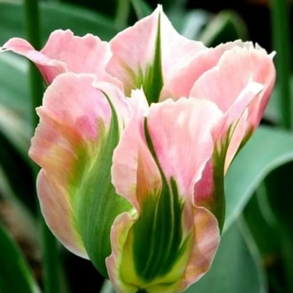 Тюльпан Чайна Таун (зеленоцветковый)