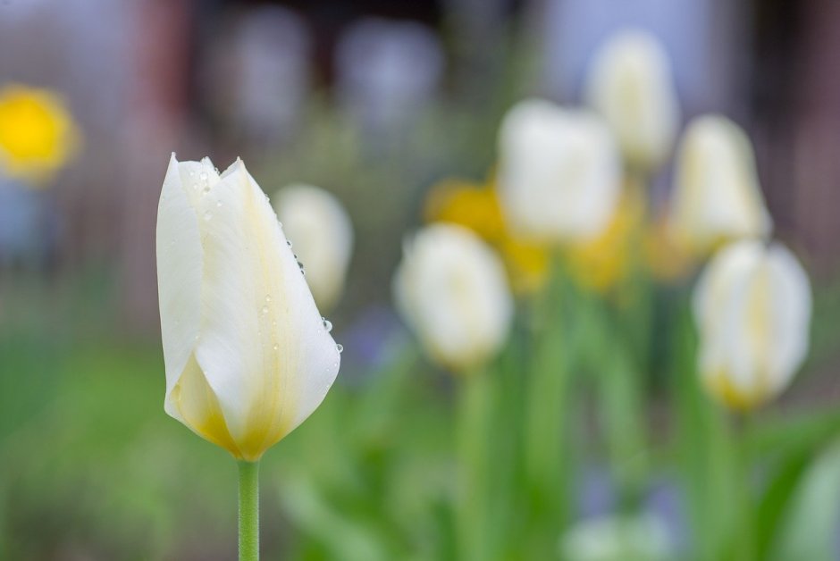 Бутоны белых тюльпанов