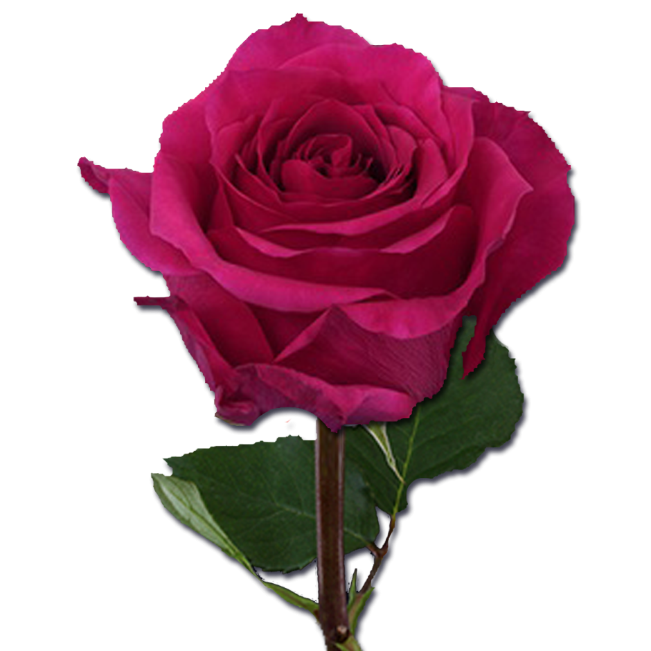 Розы Roseberry Эквадор
