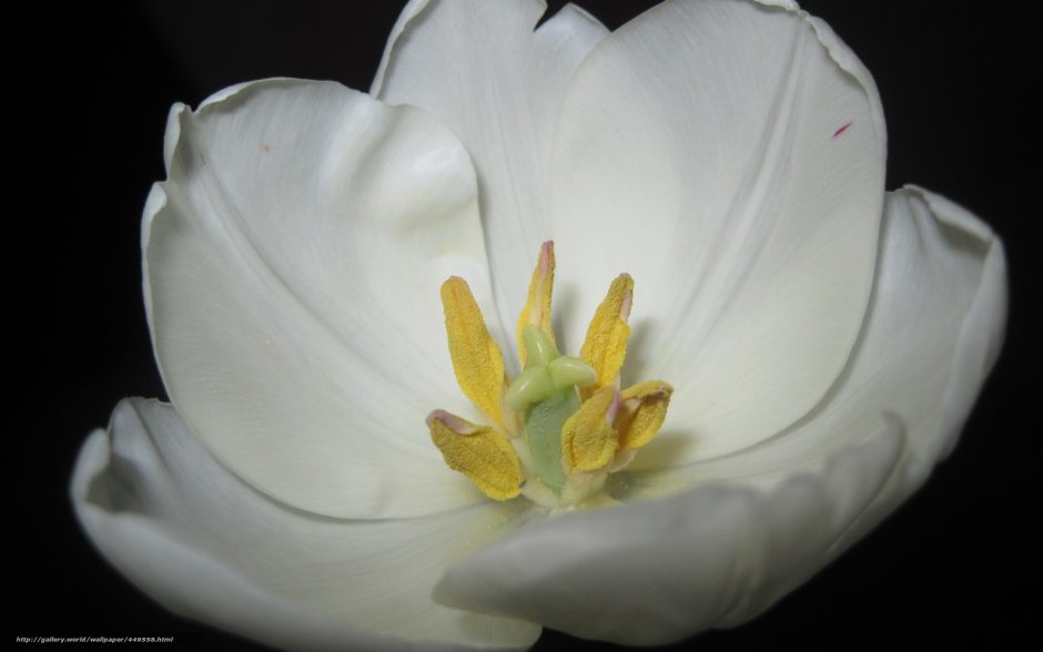 Белый тюльпан серединка