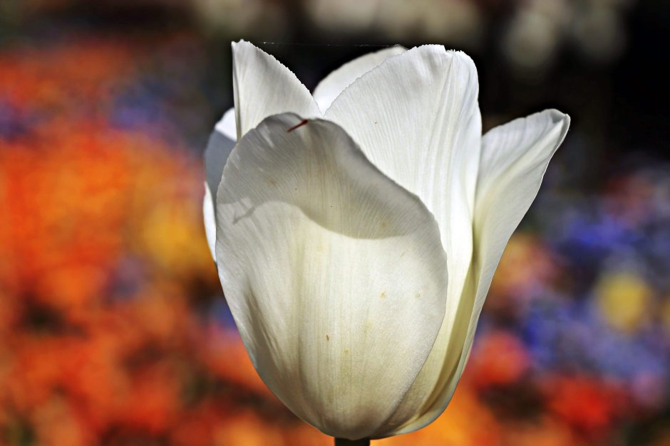 Лепесток белого тюльпана