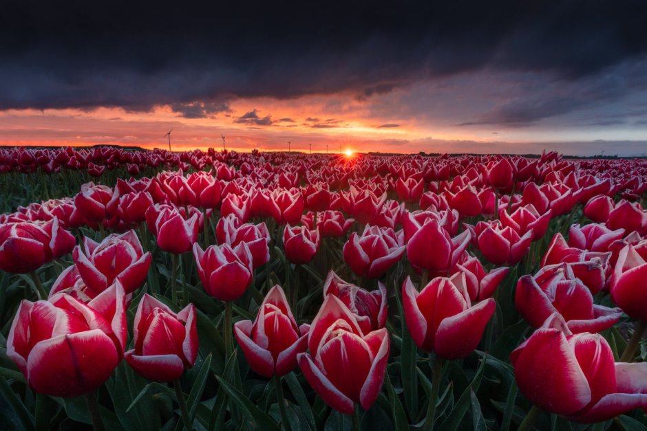 Цветочные плантации в Голландии
