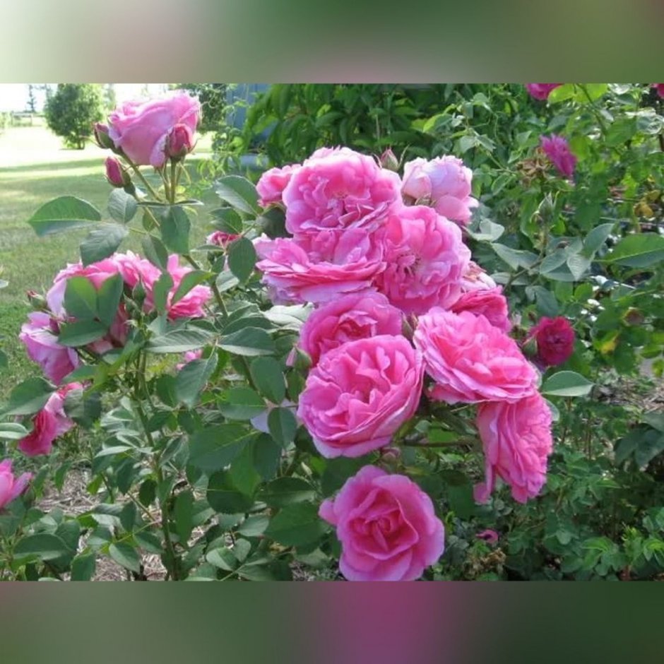 Сорт розы Морден Сентенниал