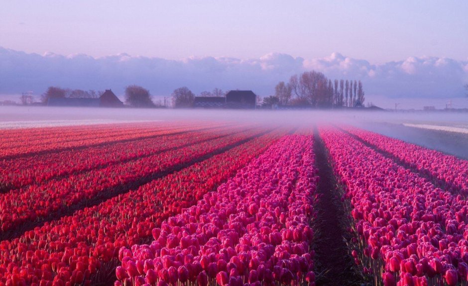 Плантации роз в Голландии
