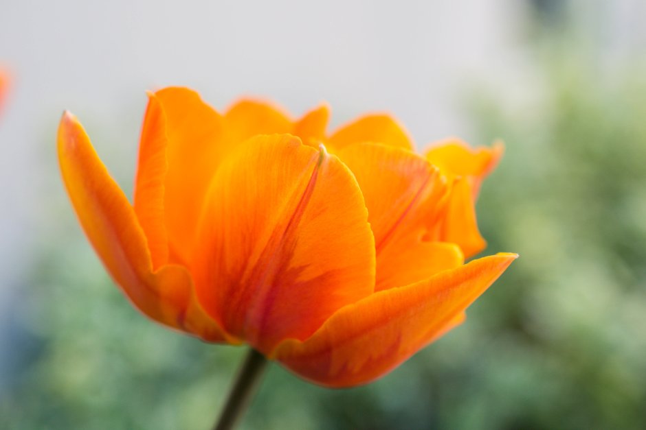 Оранжевые цветки в России