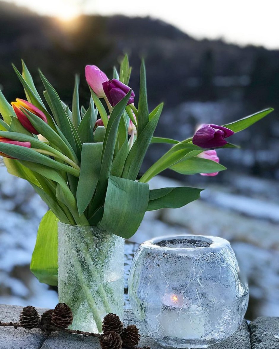 Тюльпаны в холодную воду или теплую. Тюльпаны в вазе. Тюльпаны в снегу. Тюльпаны в вазе на снегу. Заснеженные тюльпаны.