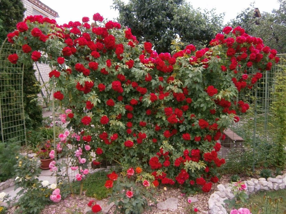Роза плетистая «Фламентанц» (Flammentanz)