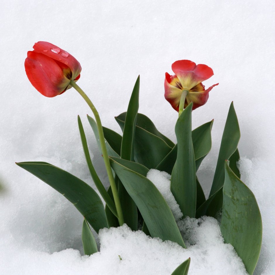Тюльпаны из под снега