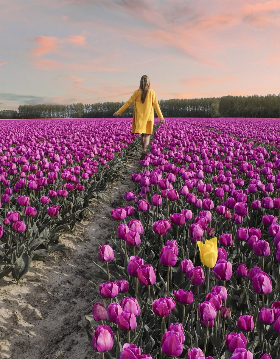 Тюльпановые плантации в Голландии
