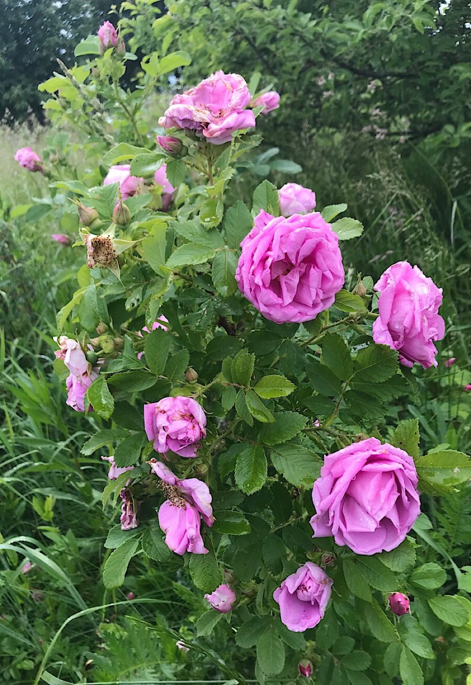 Прометей роза плетистая канадская