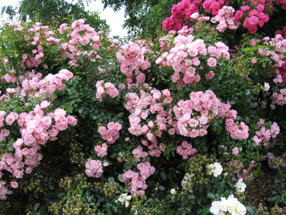 Роза плетистая Яблоневый цвет