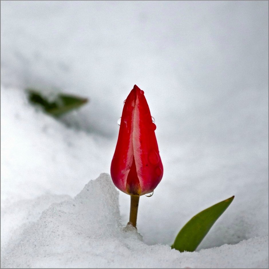 Красные тюльпаны в снегу
