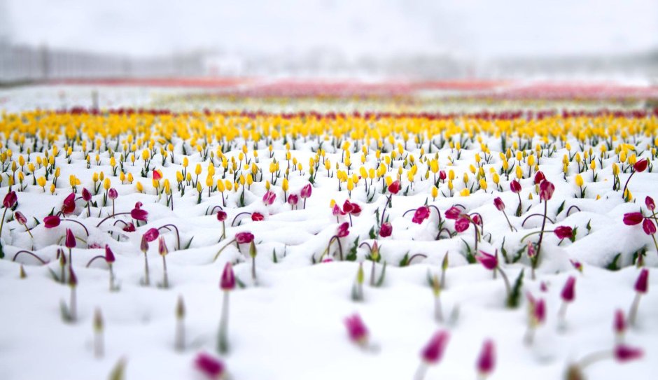 Поле тюльпанов в снегу