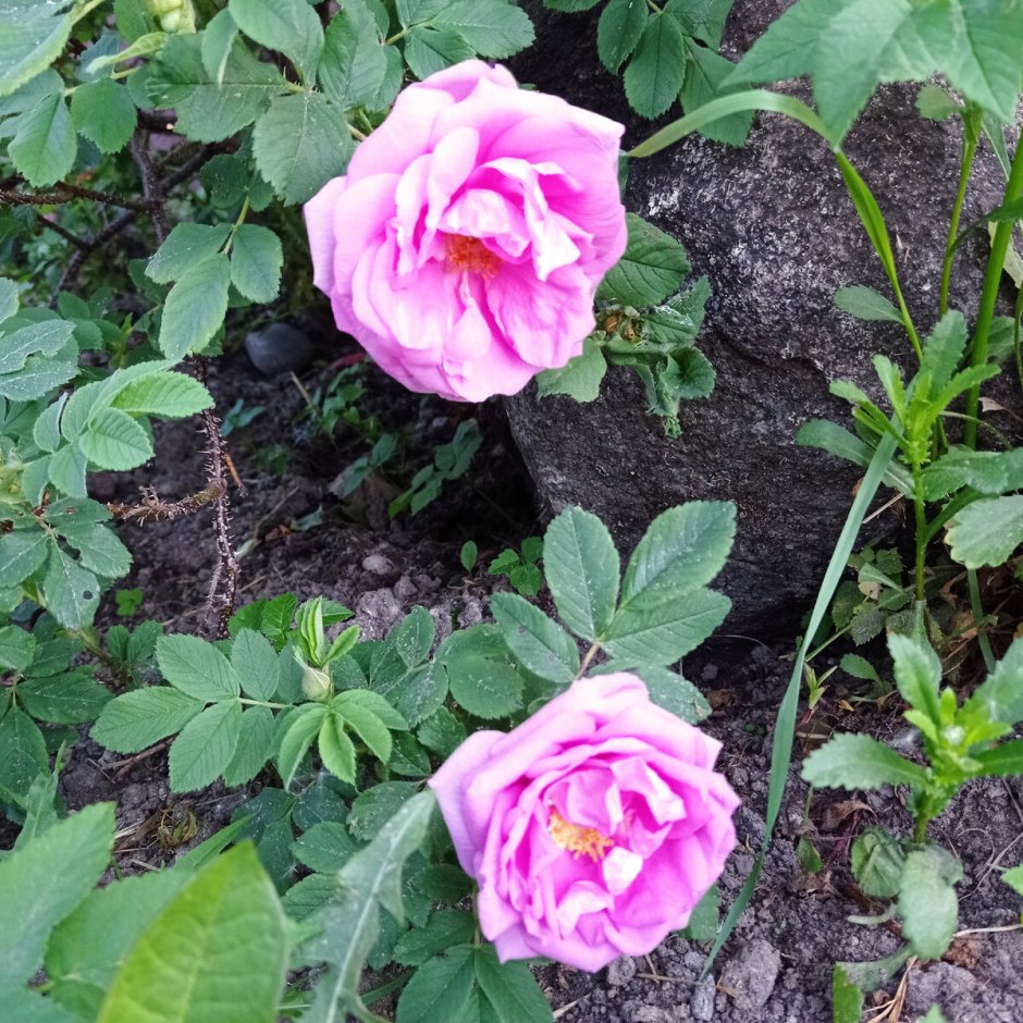 Роза канадская Wasagaming (корнесобств., гибрид rugosa