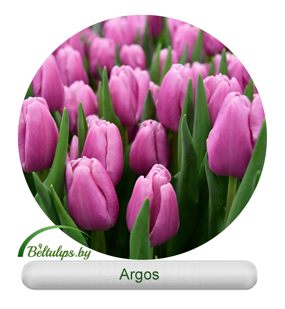 Арго тюльпан