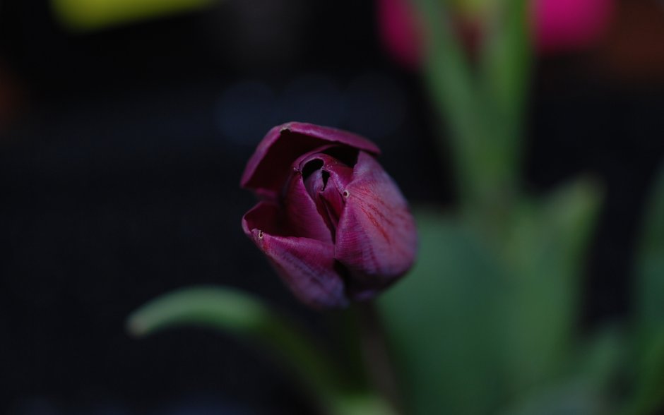 Тюльпан на черном фоне макро