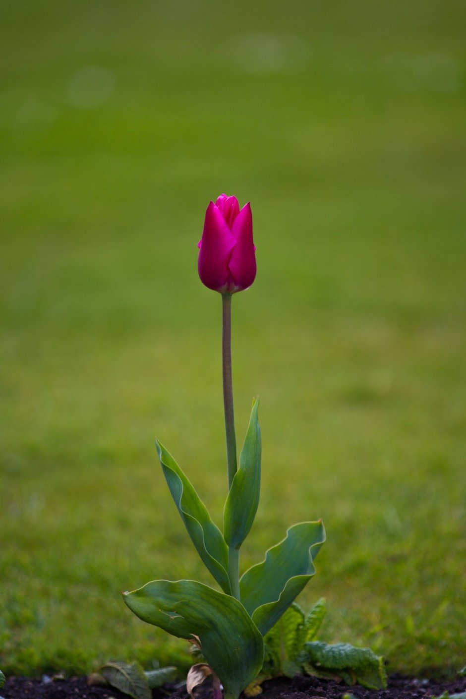 Цветоножка у тюльпана