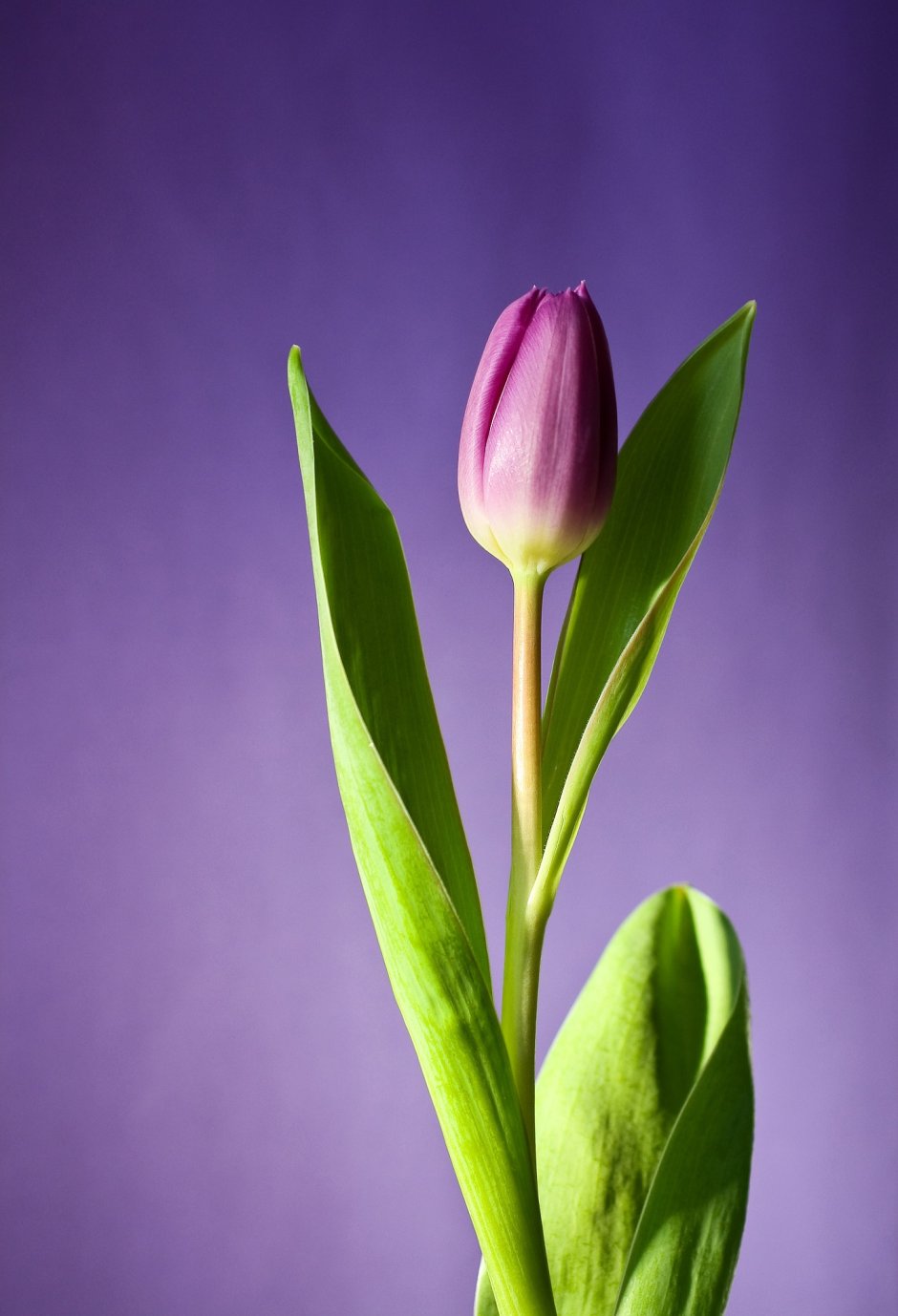 Тюльпаны фиолетовые и розовые