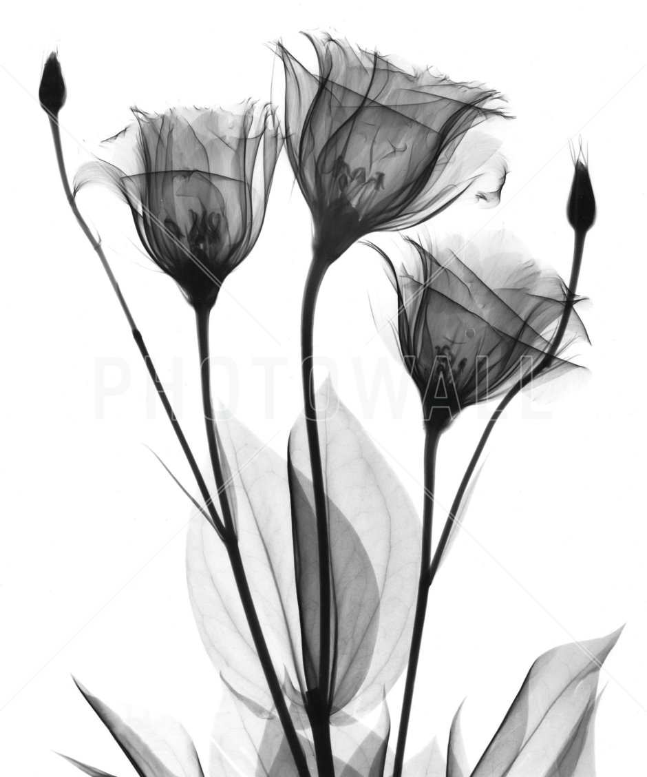 Белые цветы на черном фоне