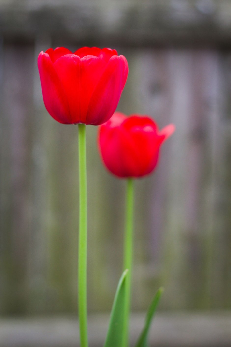 Красно зеленые тюльпаны