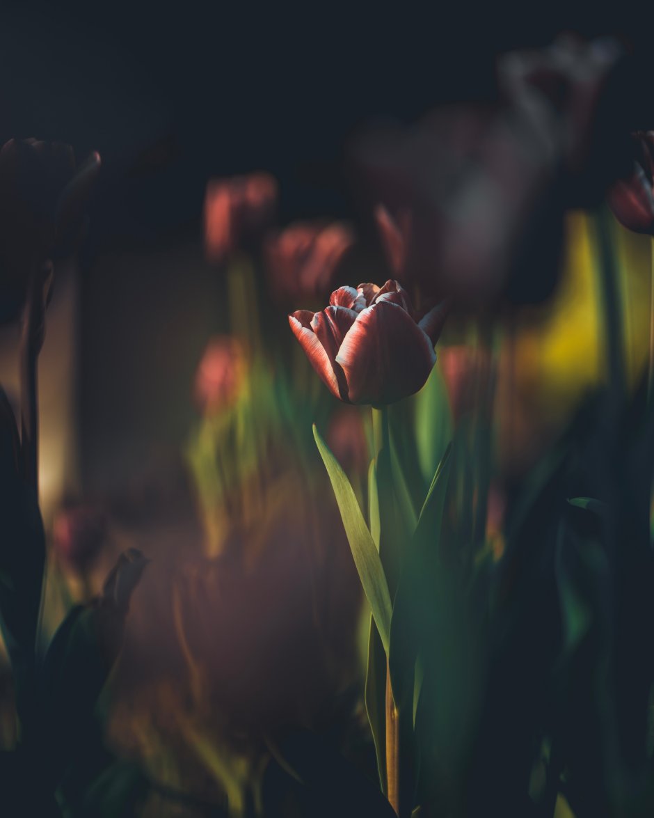 Тюльпаны на размытом фоне